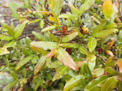 Ochna serrulata