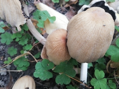 Coprinellus micaceus