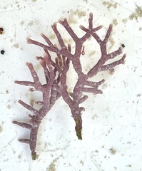 Neogoniolithon spectabile