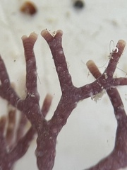 Neogoniolithon spectabile