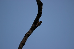 Dendrocopos major