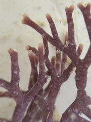 Neogoniolithon spectabile