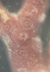 Neogoniolithon spectabile