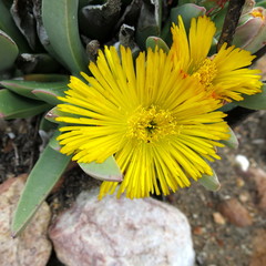 Machairophyllum albidum