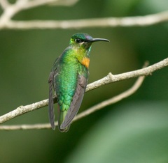 Heliodoxa aurescens