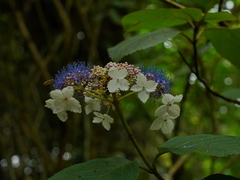 Hydrangea aspera