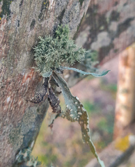 Ramalina celastri