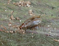 Sorineuchora nigra