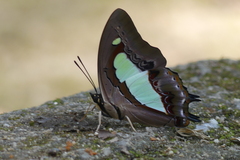Polyura athamas