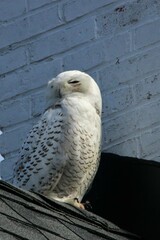 Bubo scandiacus