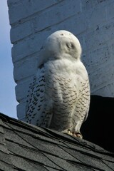 Bubo scandiacus