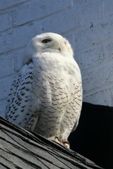 Bubo scandiacus
