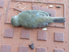 Sporophila