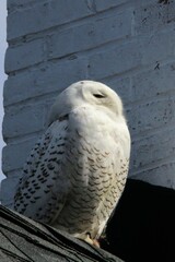 Bubo scandiacus