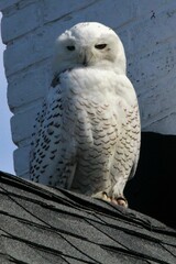Bubo scandiacus