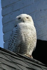 Bubo scandiacus