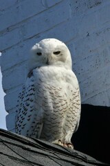 Bubo scandiacus