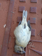 Sporophila