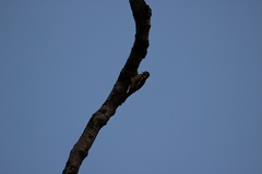 Dendrocopos major