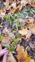 Solidago flexicaulis