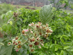 Rubus rigidus