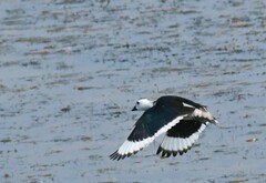 Nettapus coromandelianus