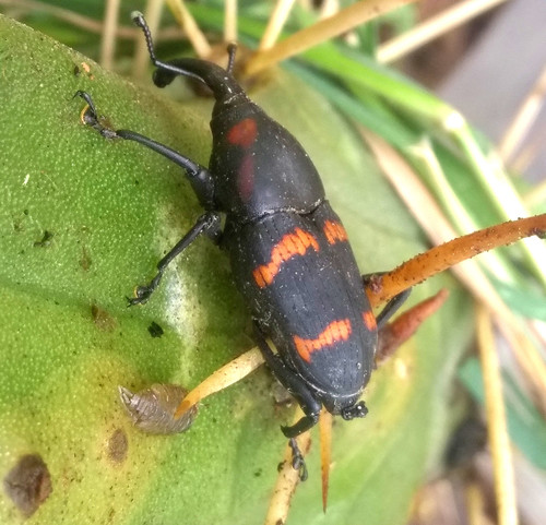 Cactus Weevil
