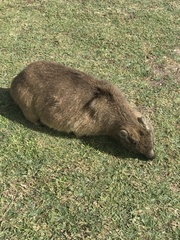 Procavia capensis