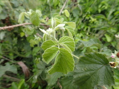Rubus rigidus