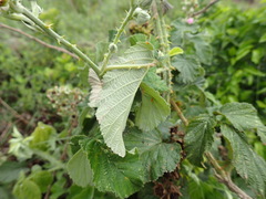 Rubus rigidus