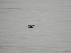 Synthliboramphus antiquus