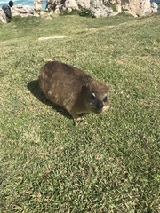 Procavia capensis
