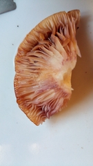 Lactarius uvidus