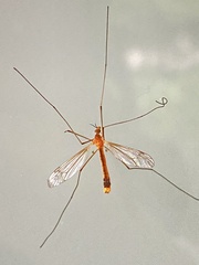 Tipulinae
