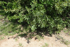 Quercus similis
