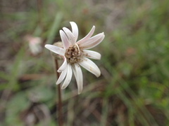 Gerbera natalensis