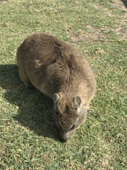 Procavia capensis