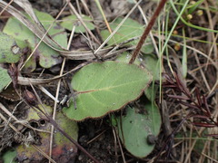 Gerbera natalensis