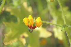 Caenohalictus dolator