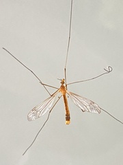 Tipulinae