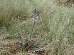 Merwilla plumbea