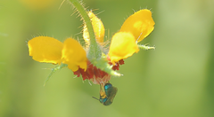 Caenohalictus dolator