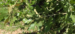 Quercus similis