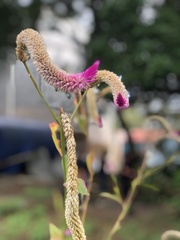 Celosia
