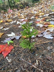 Dendrolycopodium hickeyi