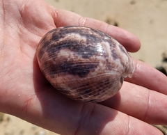 Littorinimorpha