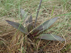 Merwilla plumbea
