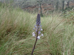 Merwilla plumbea