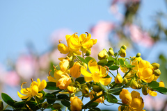 Senna bicapsularis