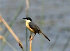 Prinia socialis